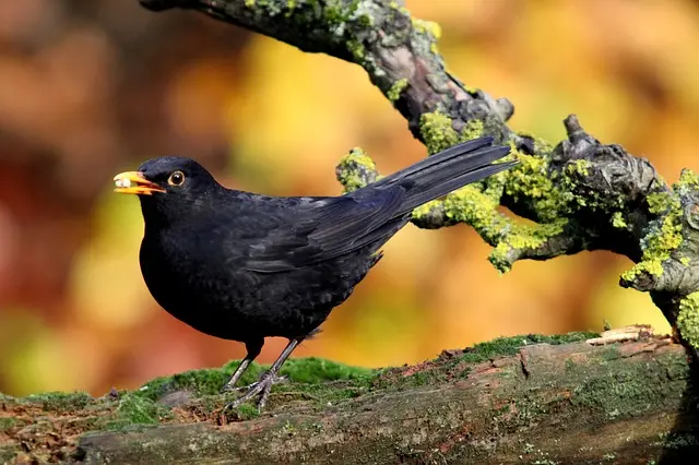 merle et ses oiseaux