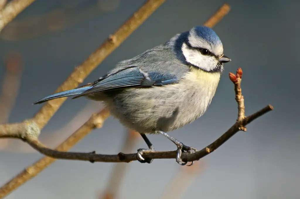 oiseau