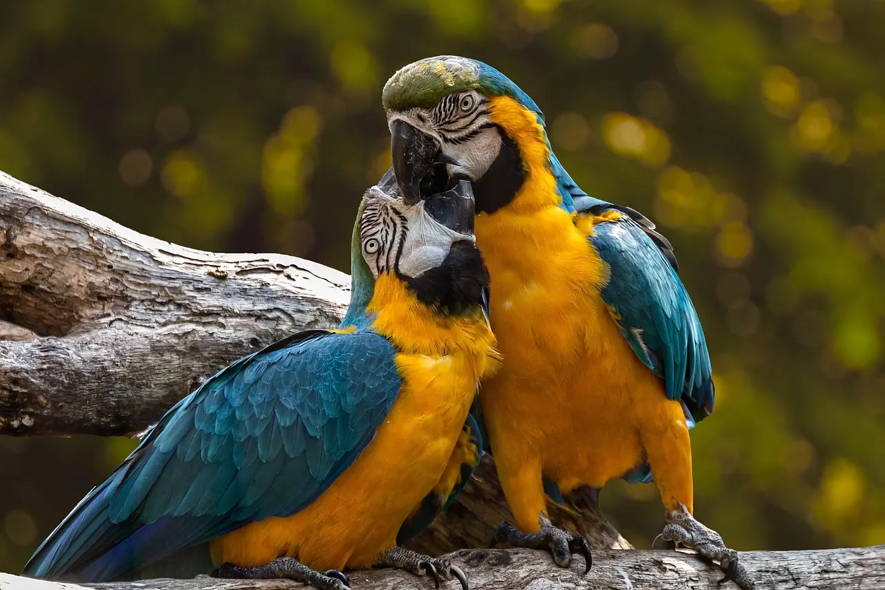 parrots-3427188_1280