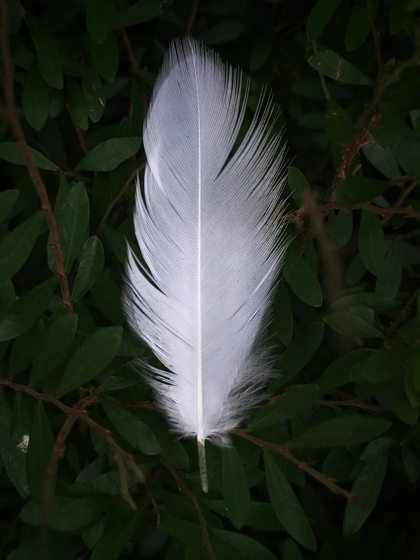 plume d'oiseau