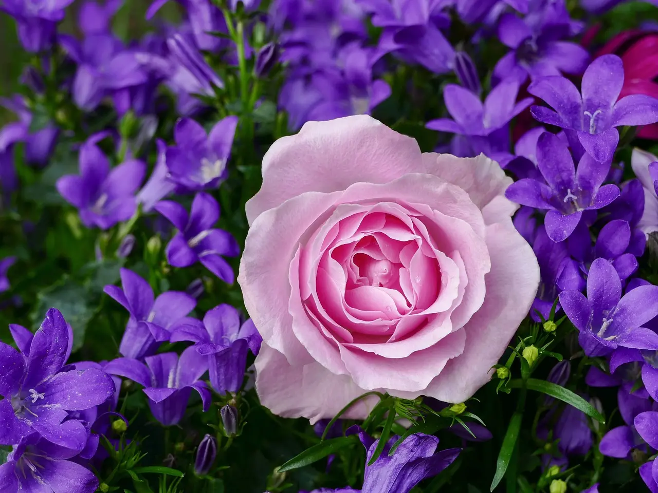 rose-3352891_1280