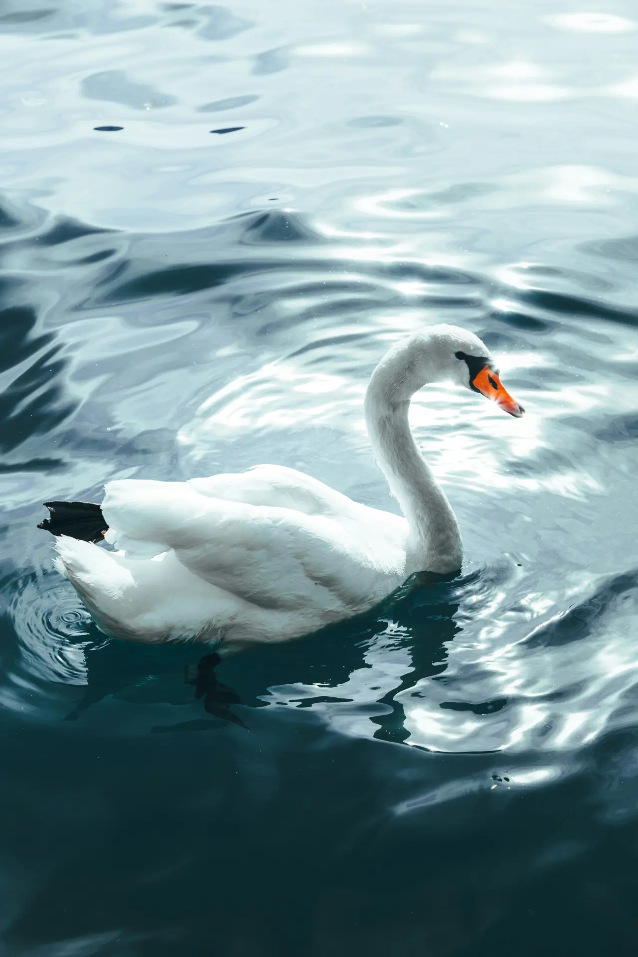 Cygne