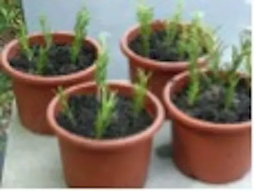 salon vegetal béduer