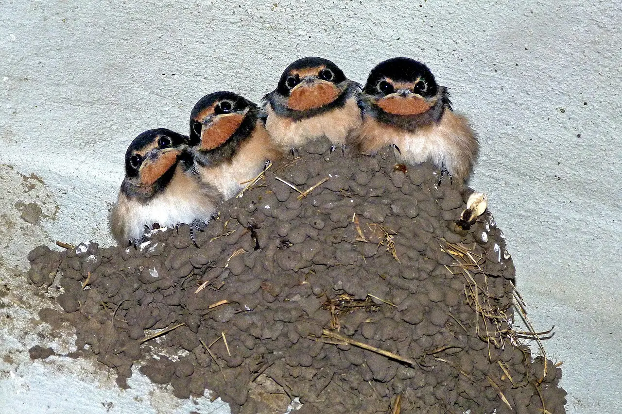 swallows-176140_1280