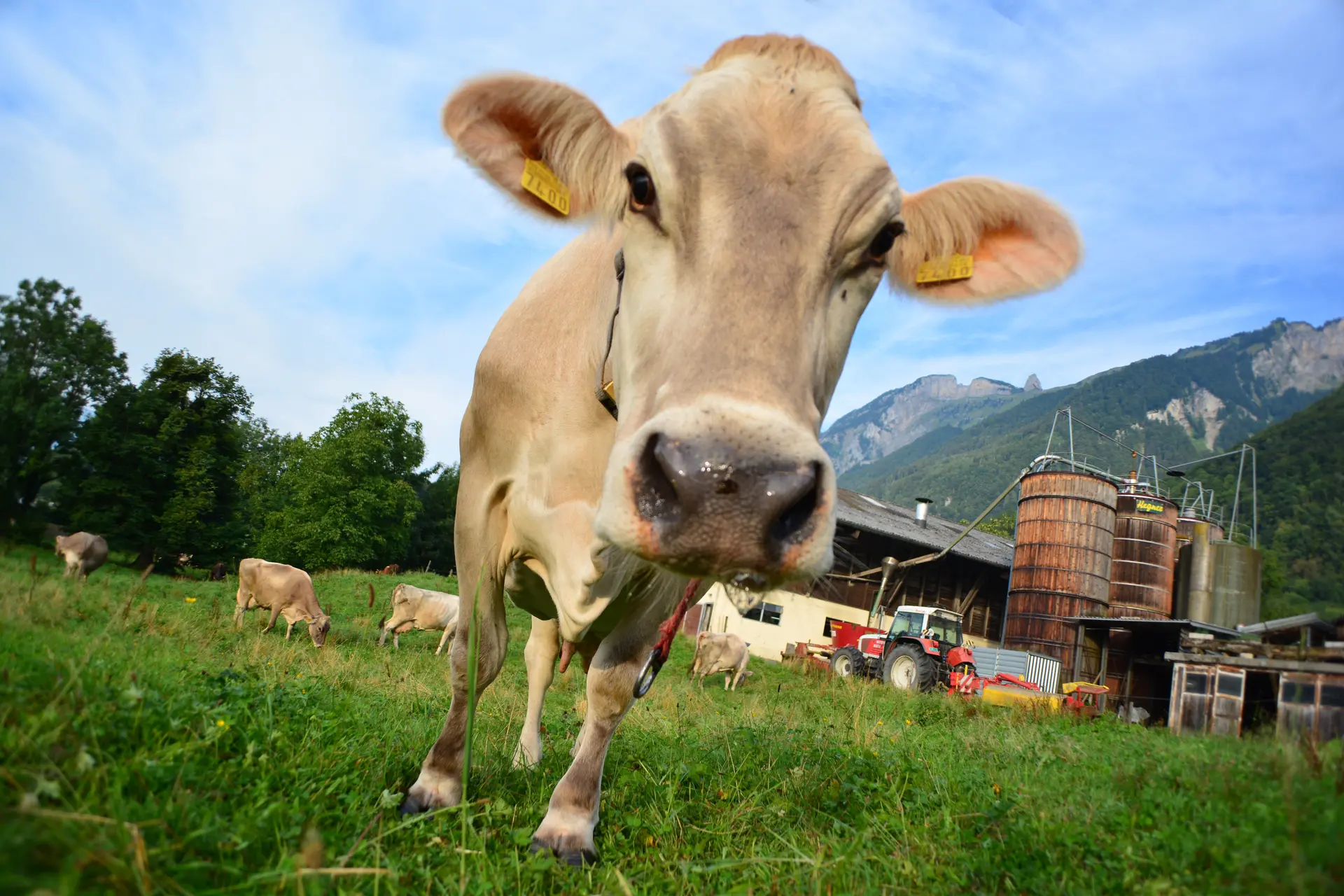 stones-cow-325019