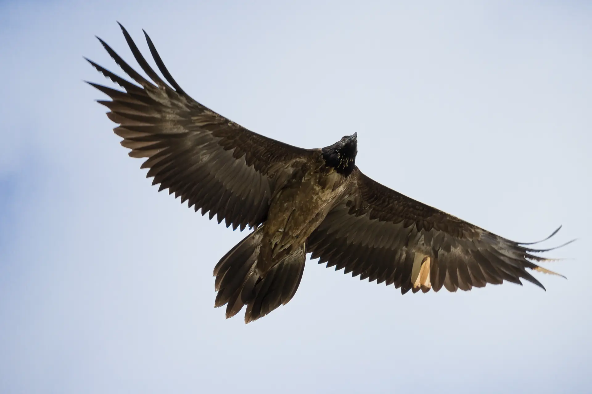 Philippe Robert-7241