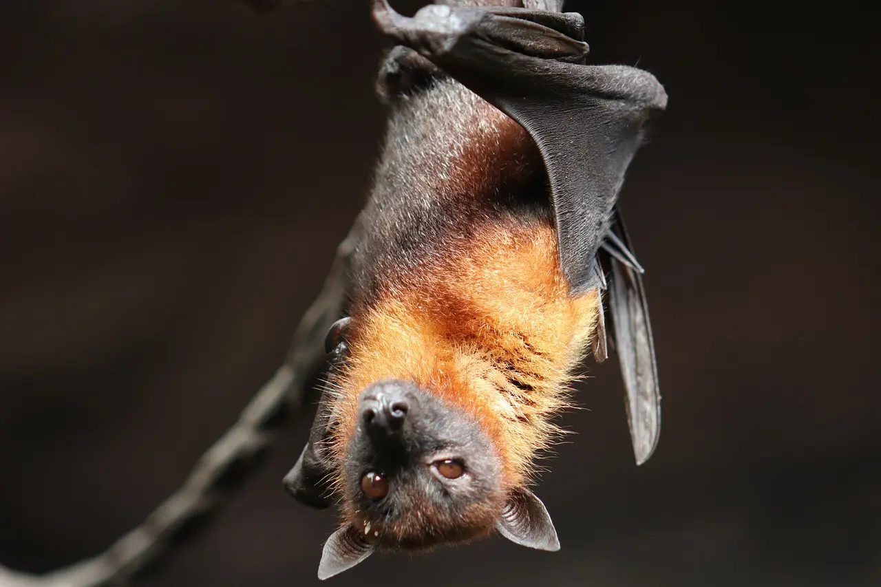 bat-4887509_1280