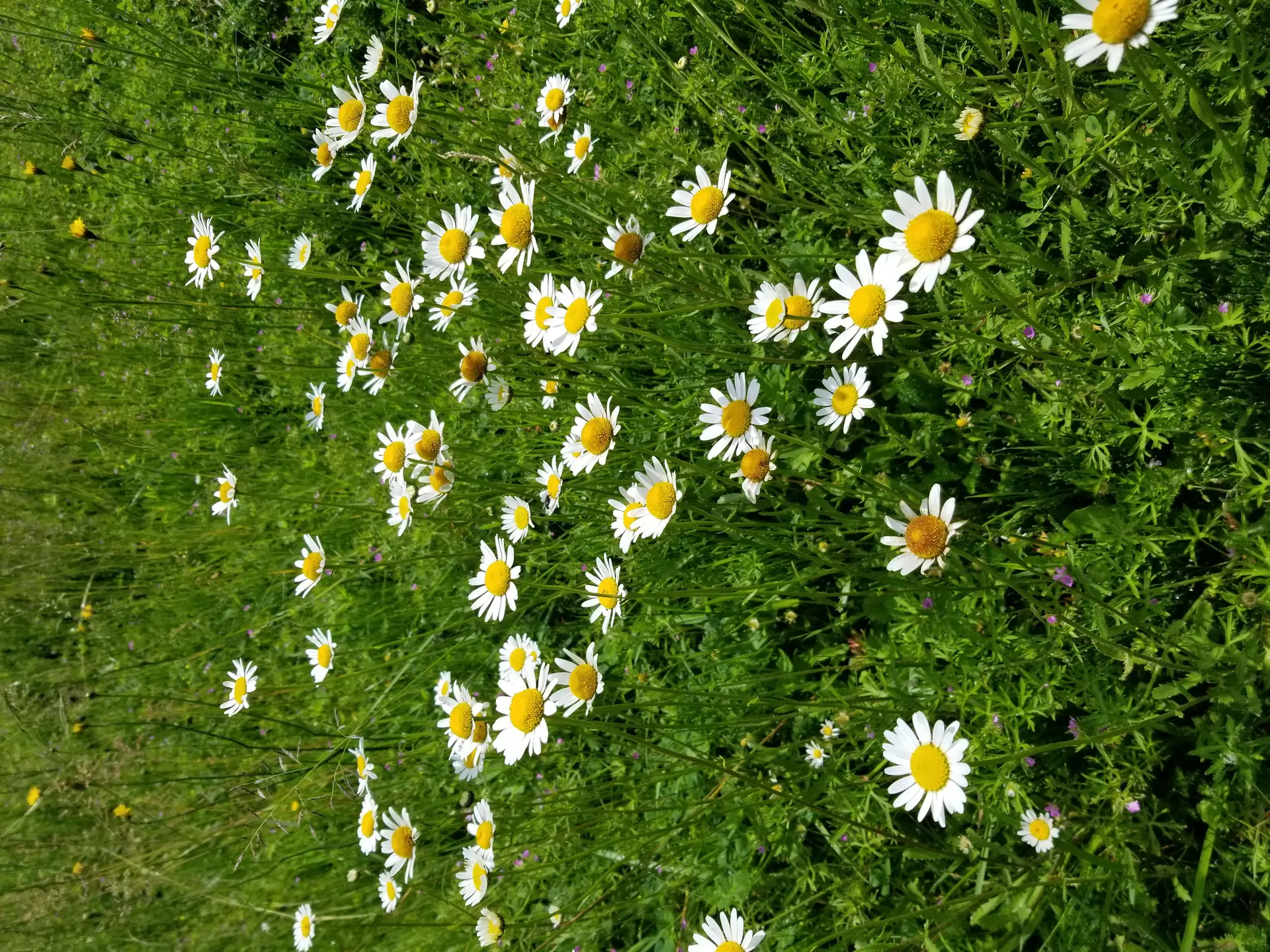 sortie nature
