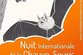 Chauve souris