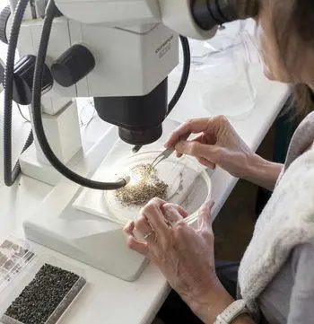 La-carpologie_Inrap Lab-Archéo_Myr-Muratet-Inrap