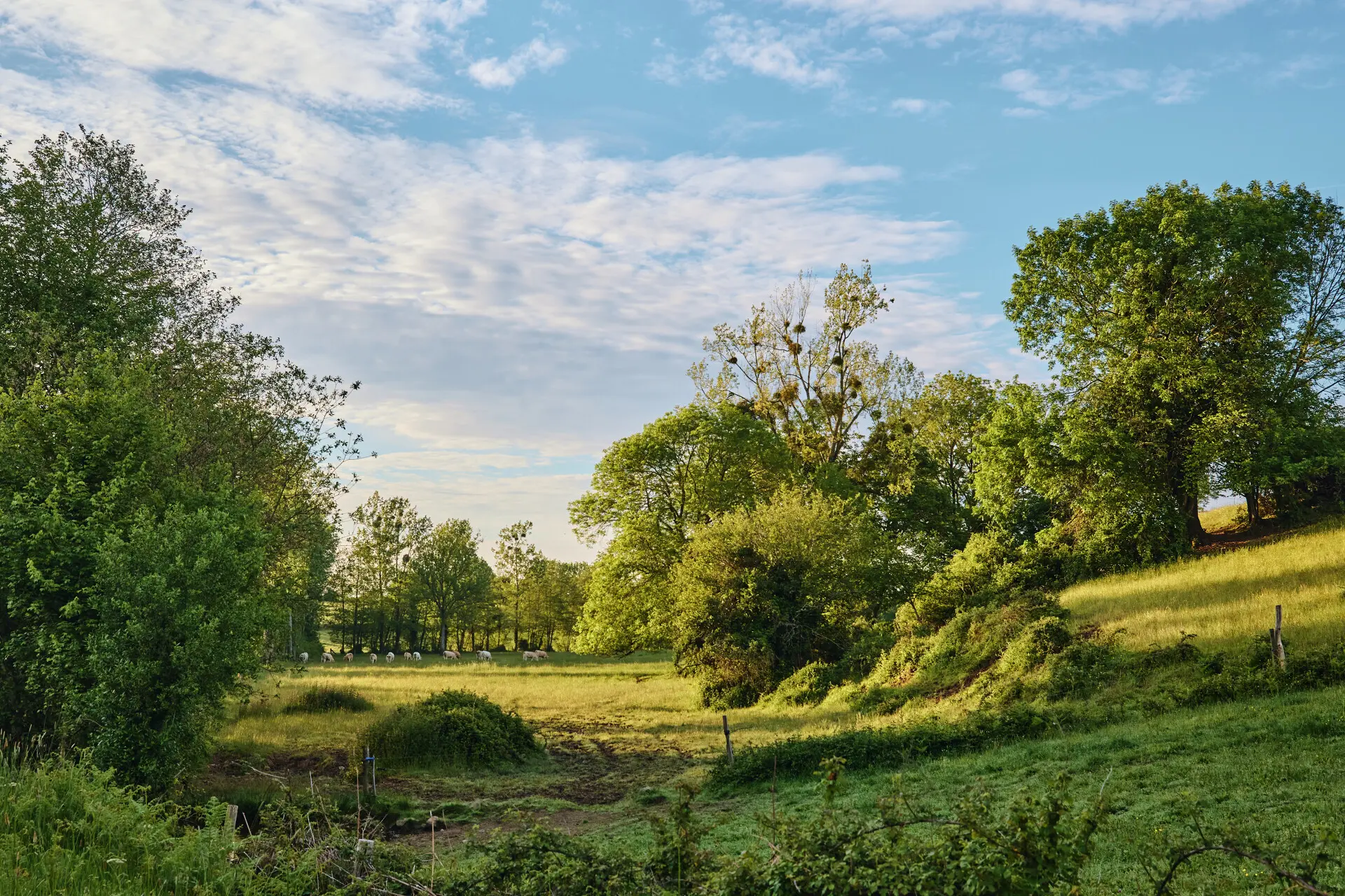 Paysage de Bocage