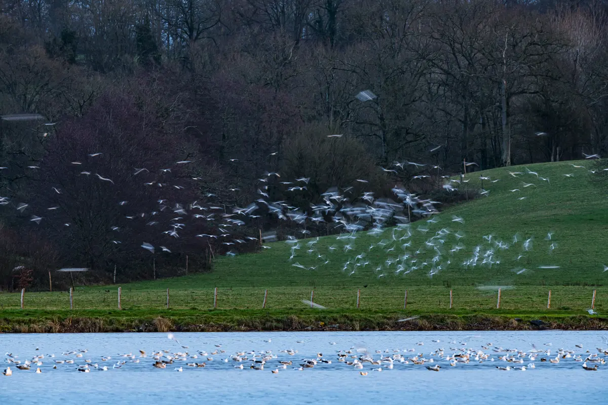Lac de Haute Mayenne