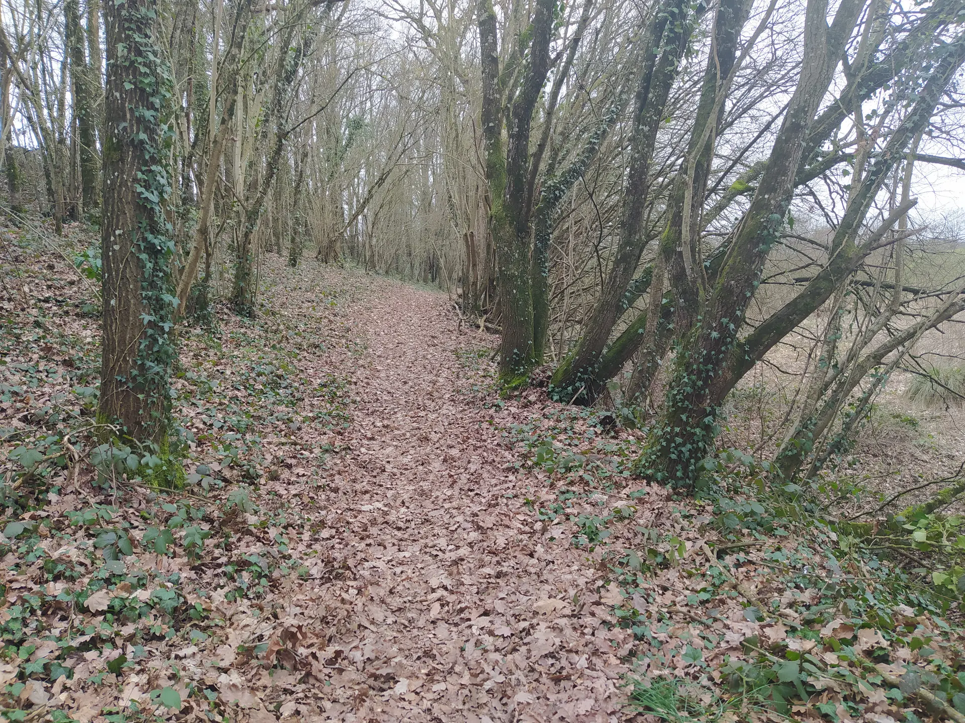 Sentier de la Colmont - Gorron 53 © Bocage Mayennais -10