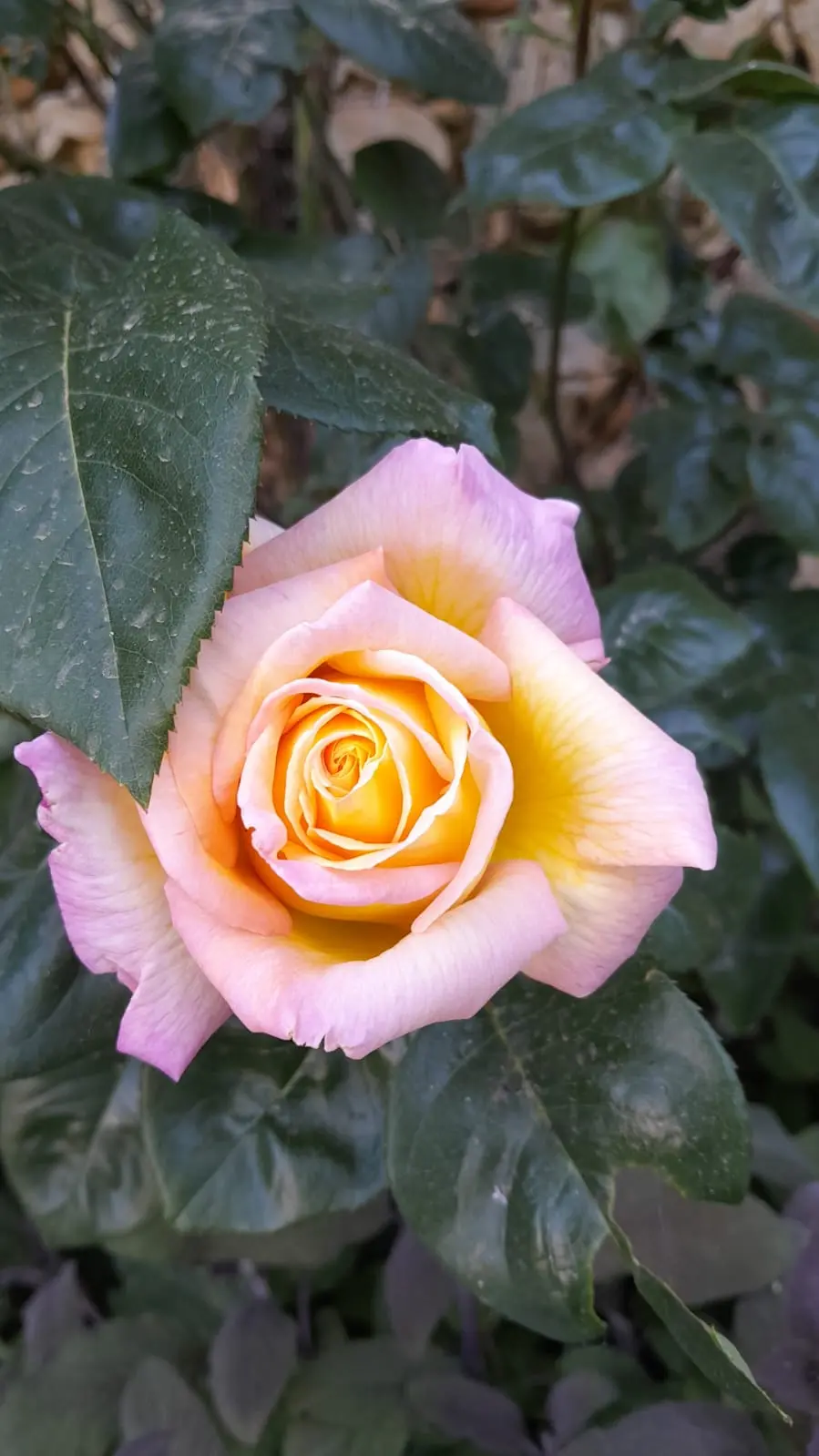 Flore
