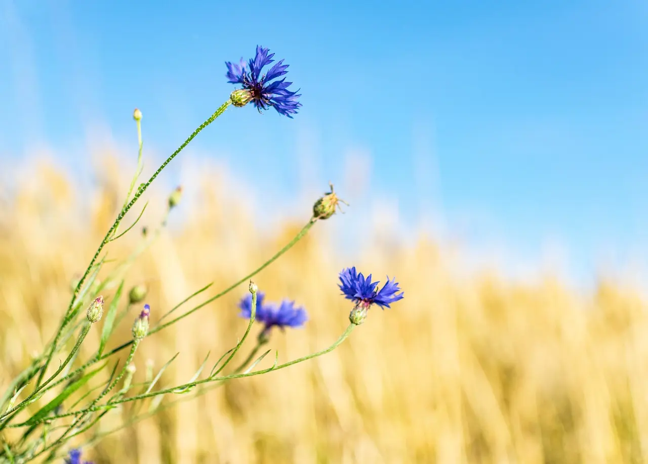 Sortie nature sur les plantes