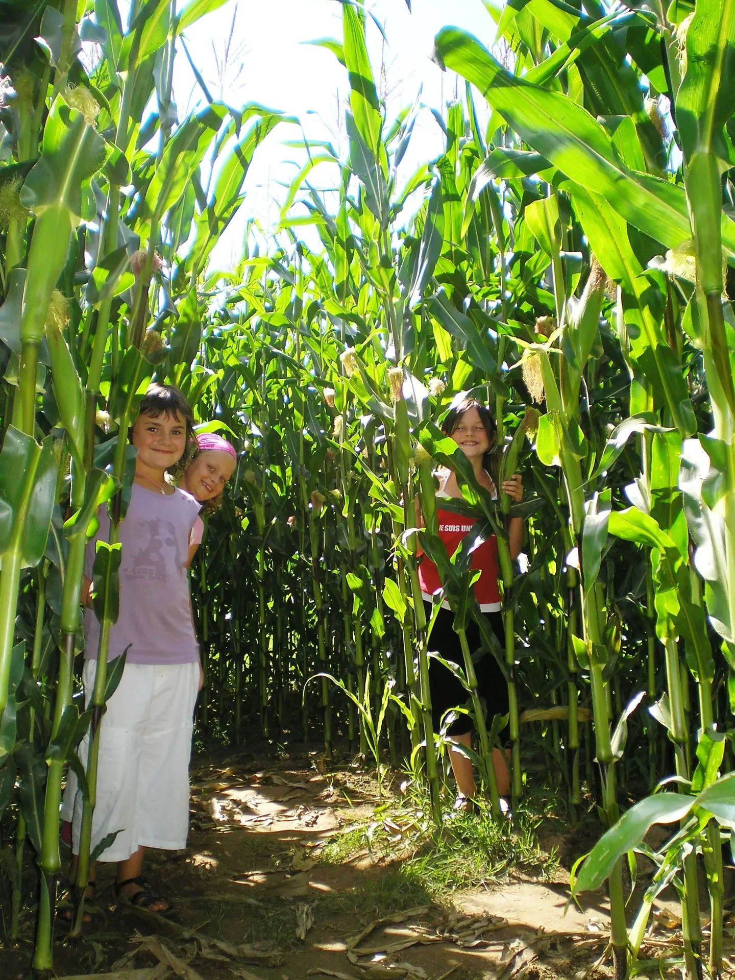 labyrinthe (6) Didillon