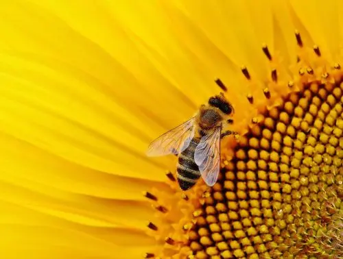 sunflower-g397c83317_1920-500x378