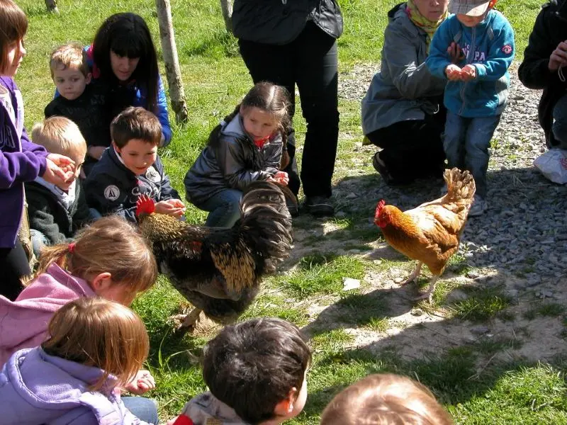 Nourrissage des animaux à la ferme 2025