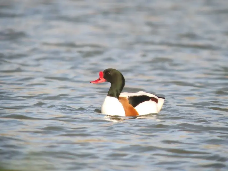©Birding