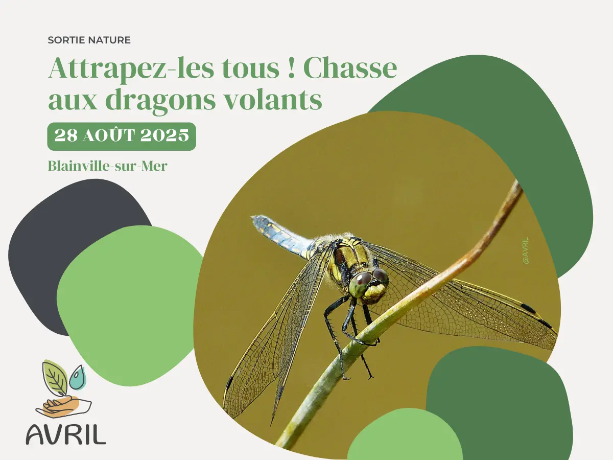 AVRIL_20250828-Chasse aux dragons volants_blainville-sur-mer