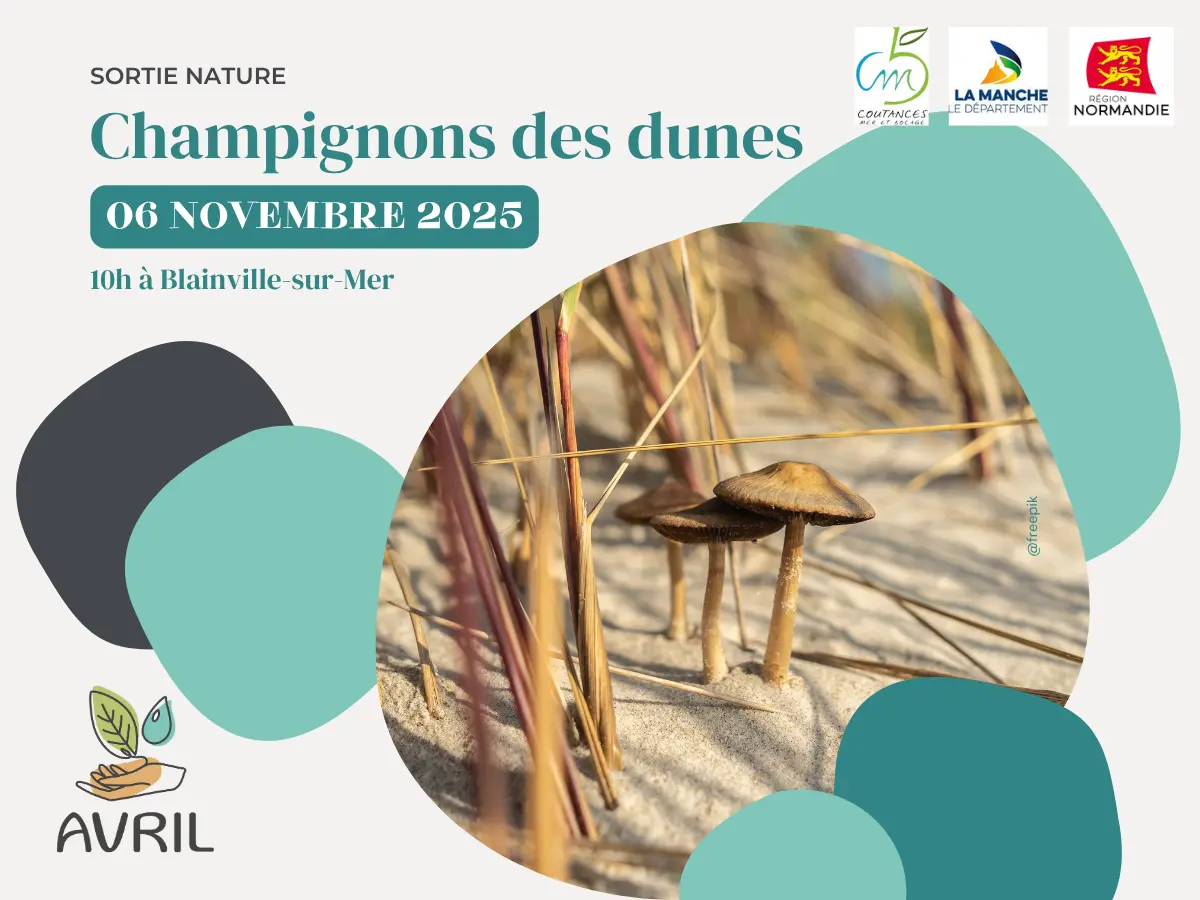 AVRIL_20251106-champignons des dunes_blainville