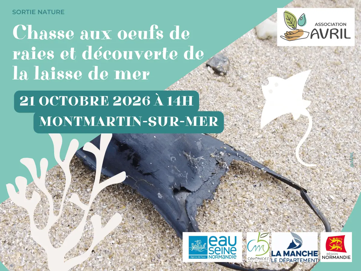 Tourinsoft 1200x900 - 20261021_chasse aux oeufs de raies_montmartin-sur-mer