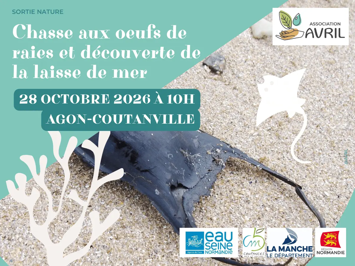 Tourinsoft 1200x900 - 20261028_chasse aux oeufs de raies_agoncoutainville