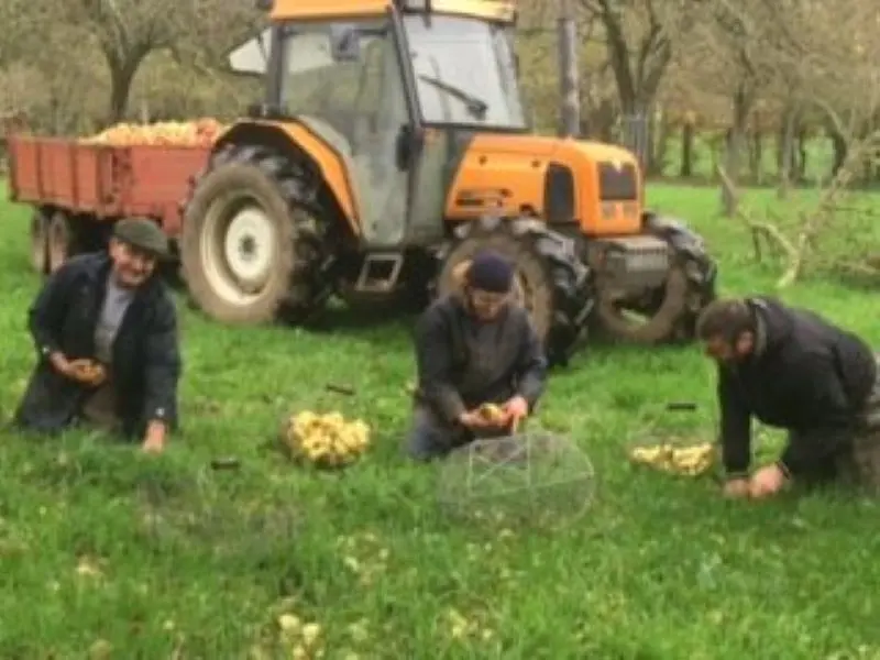 Amassage pommes Cidre Ferme du Manoir d'Anctoville sur bosq 2025