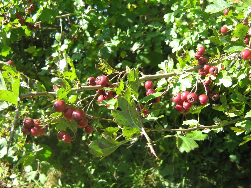 Aubépine (Medium)
