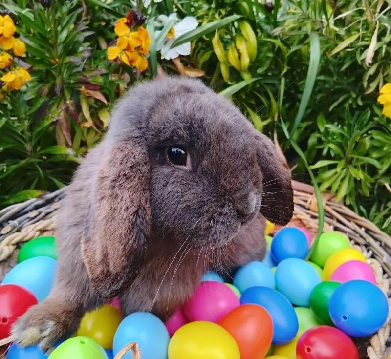 2026-Chasse aux Oeufs