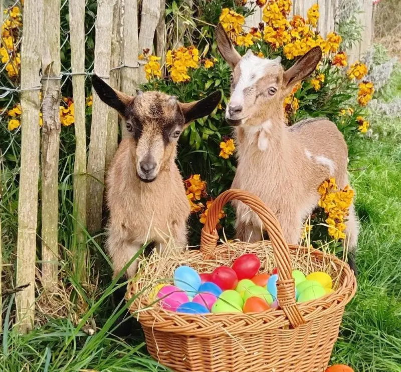 2026-Chasse aux oeufs