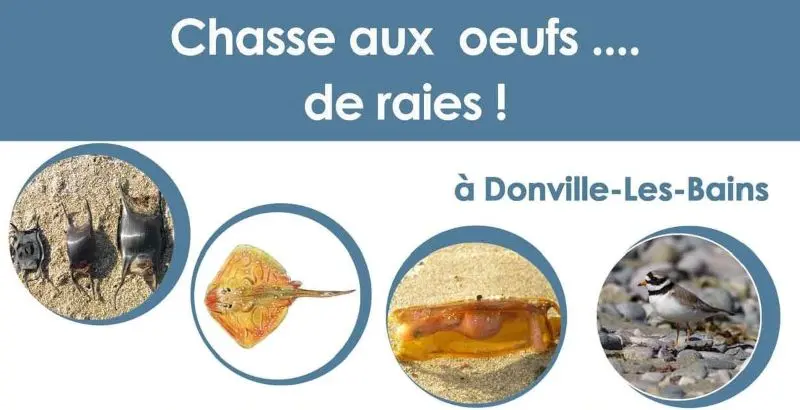 Chasse aux oeufs de raie Donville-les-bains 2025