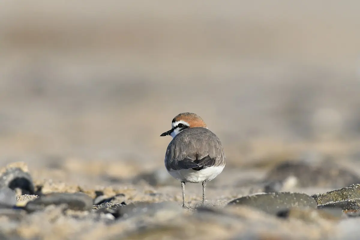 Vains_Greves_Gravelot