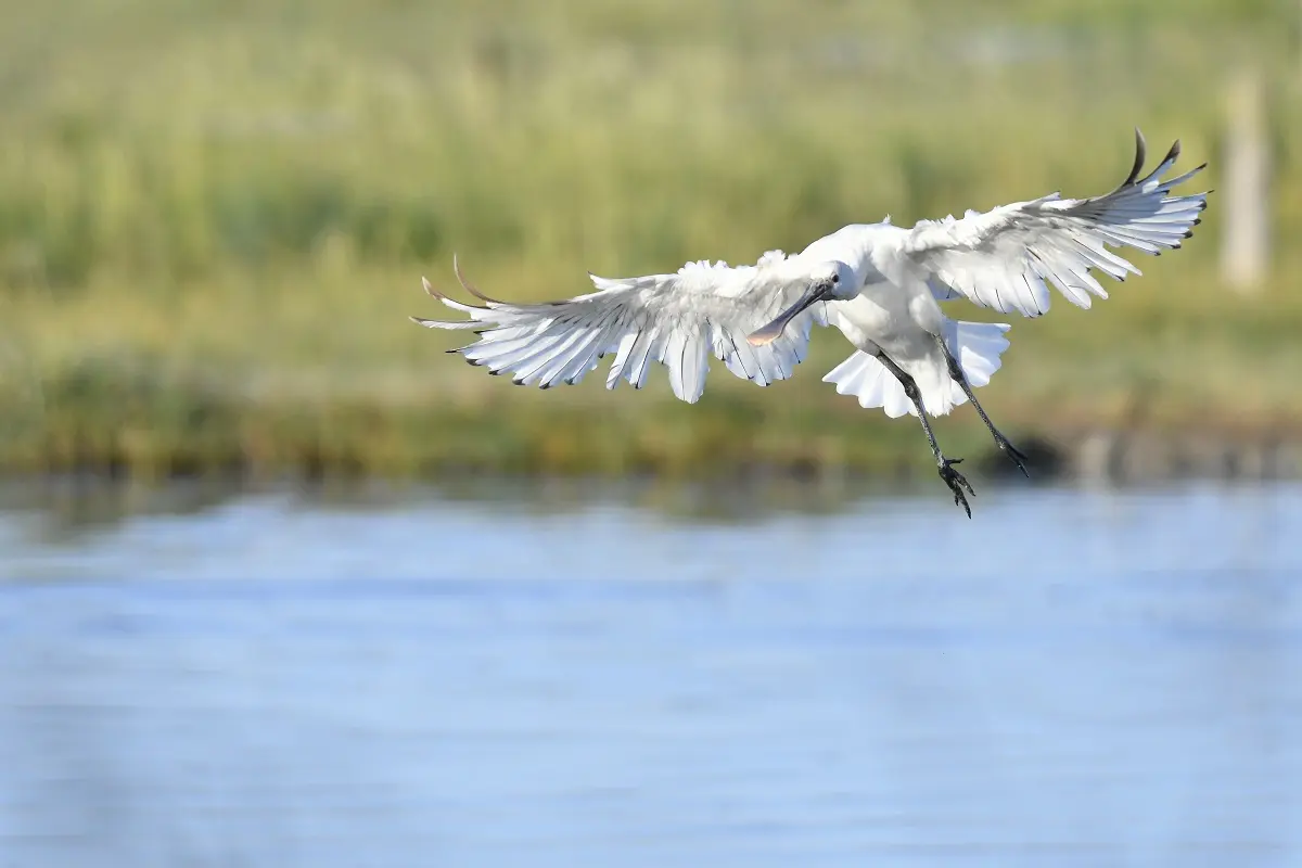 Vains_Herbus_Spatule