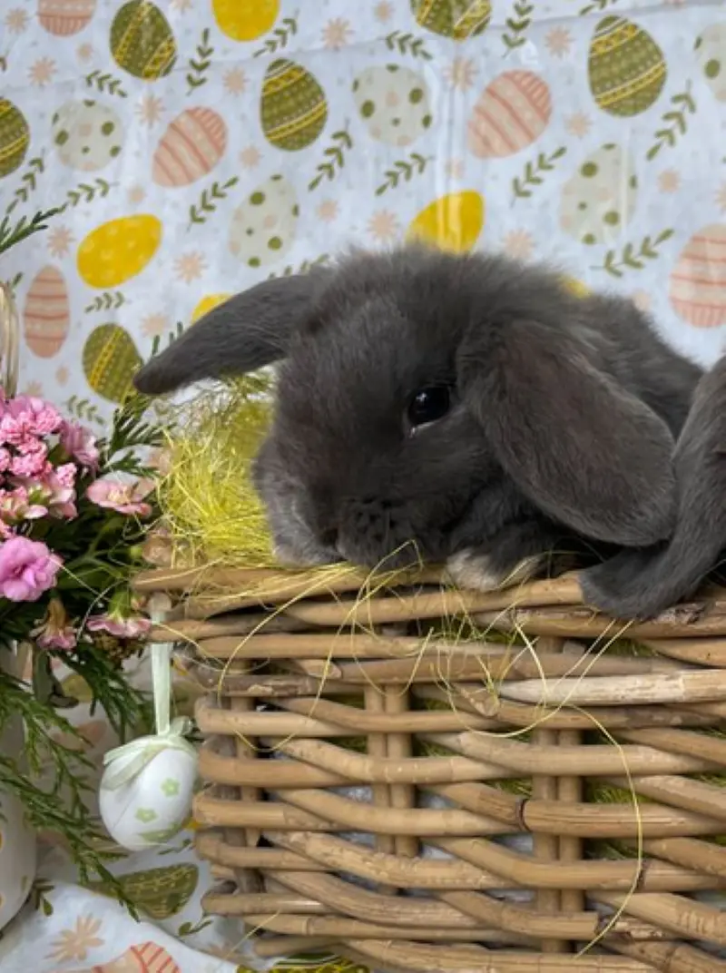 Lapin dans le jardin
