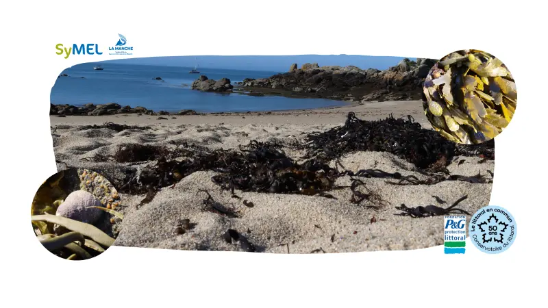 Les adaptations extraordinaires de la biodivsersité de l'estran