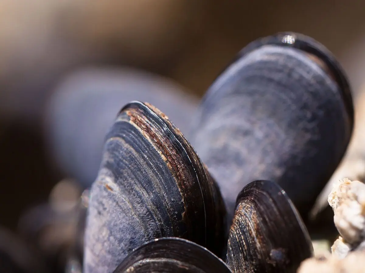 Moules*