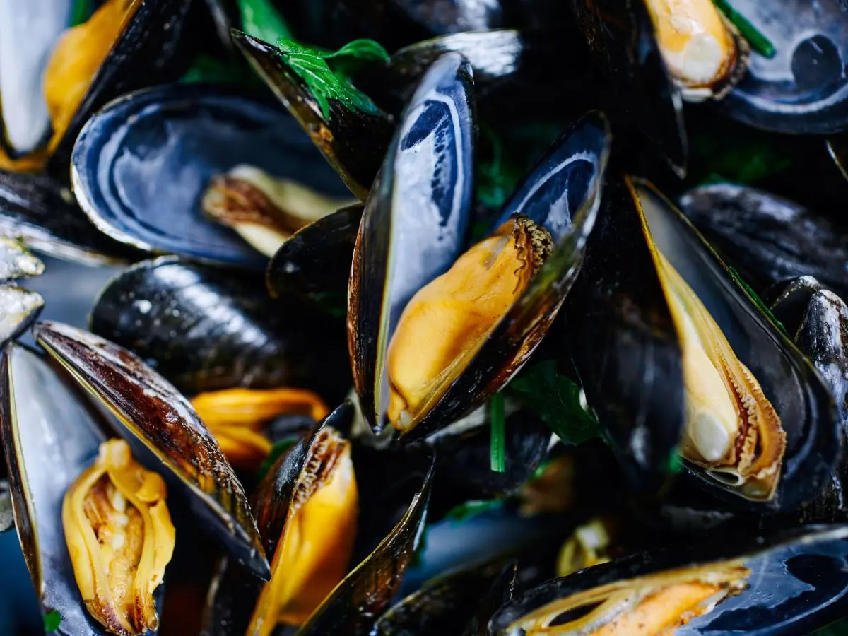 Moules2