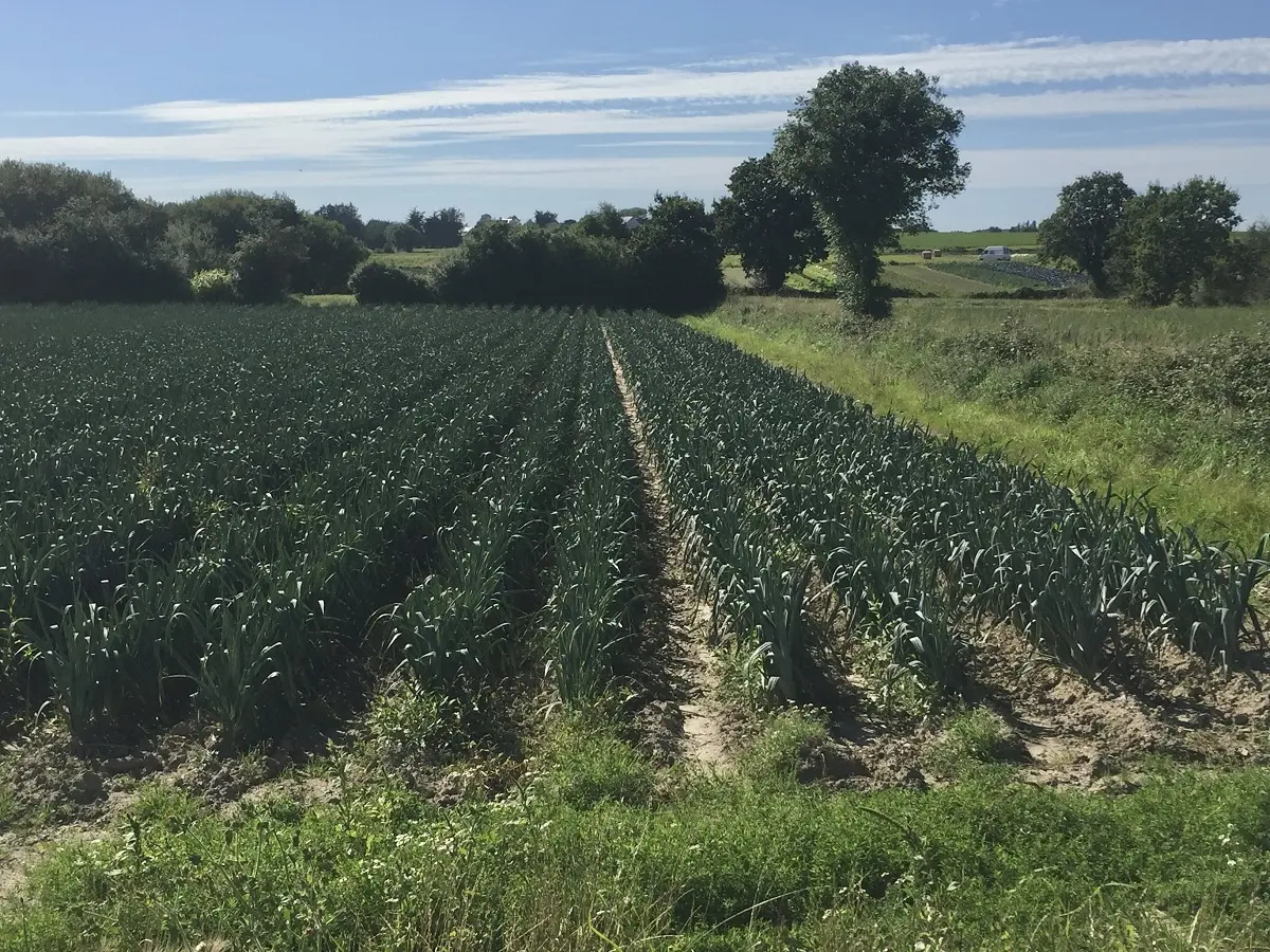 PEL_Tourneville-sur-Mer (Lingreville)_4