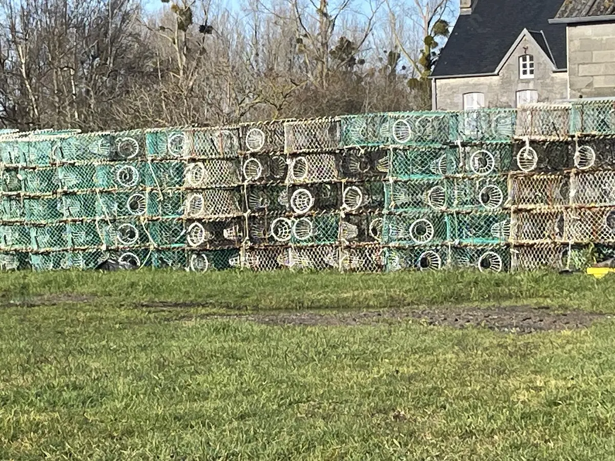 PEL_Tourneville-sur-Mer (Lingreville)_5