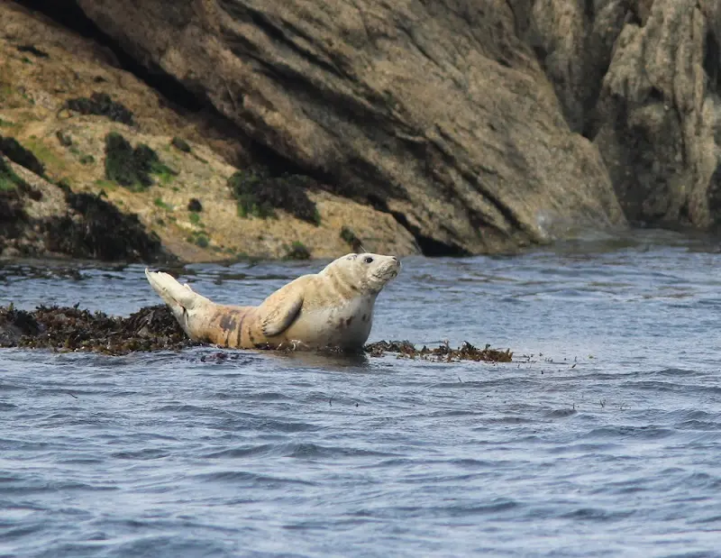 Phoques et oiseaux de la baie*