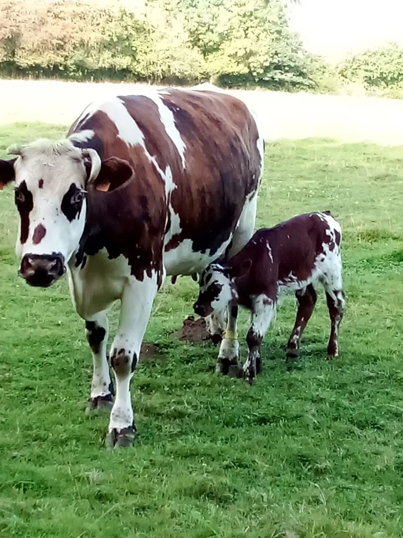 Ferme manoir d'Anctoville