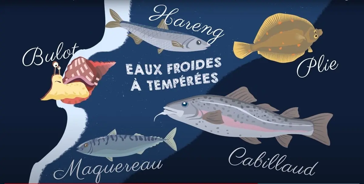 Vains_Ecomusée de la Baie_Affiche