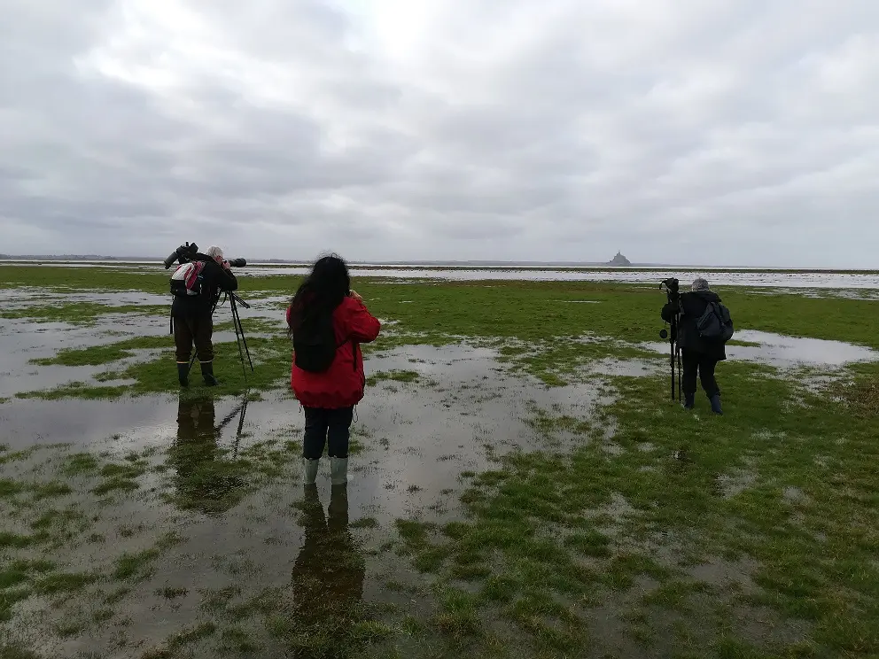 Vains_Ecomusée de la Baie_sortie ornithologique©CD50