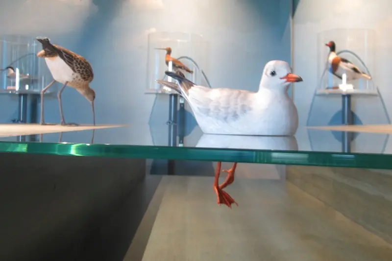 Vains_Ecomusée de la Baie_Espace aérien 22-11-2018 (c)CD50