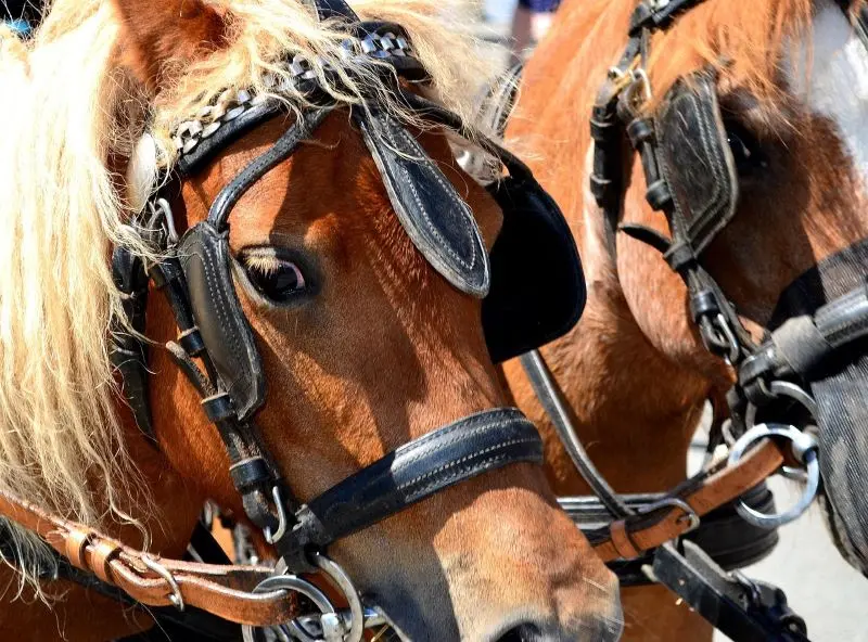 calèche chevaux