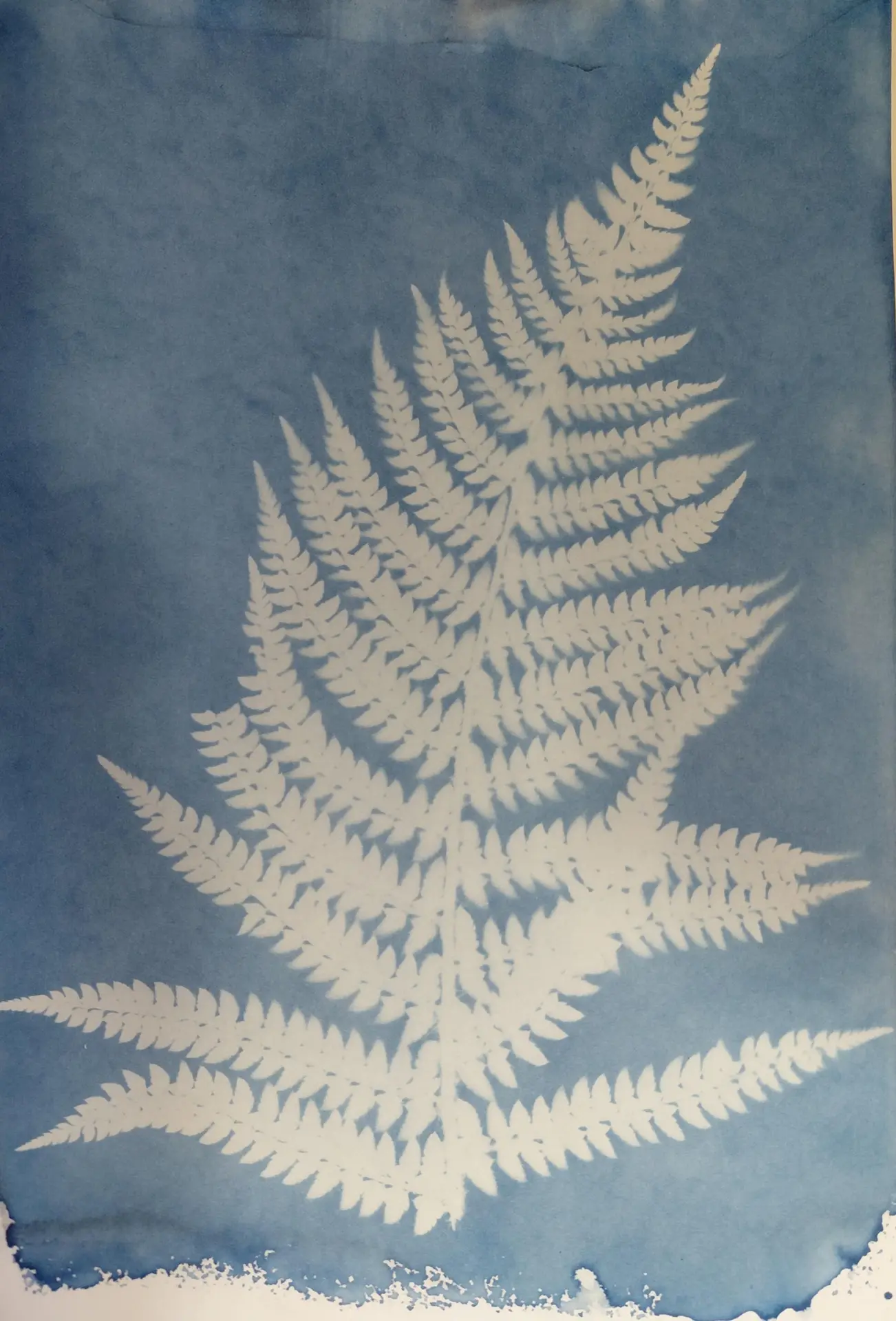 cyanotype