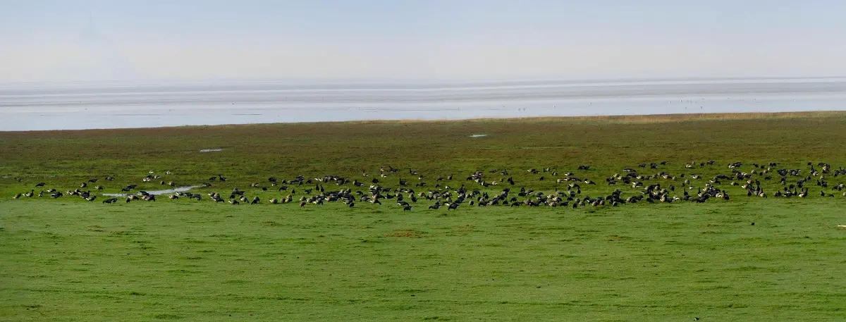 Vains_Ecomusée de la Baie_Les oies bernaches sur les prés salés