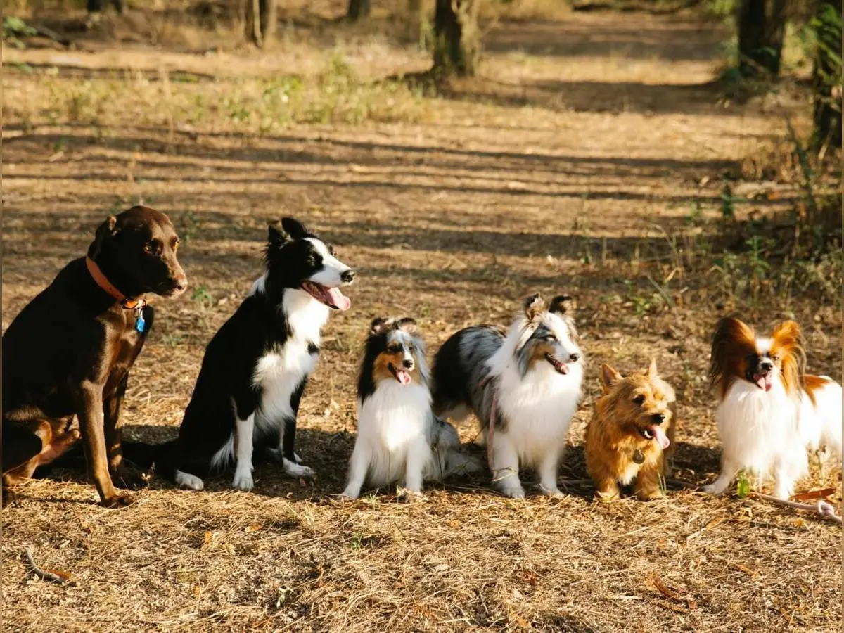 pexels-blue-bird-7210625 (1)