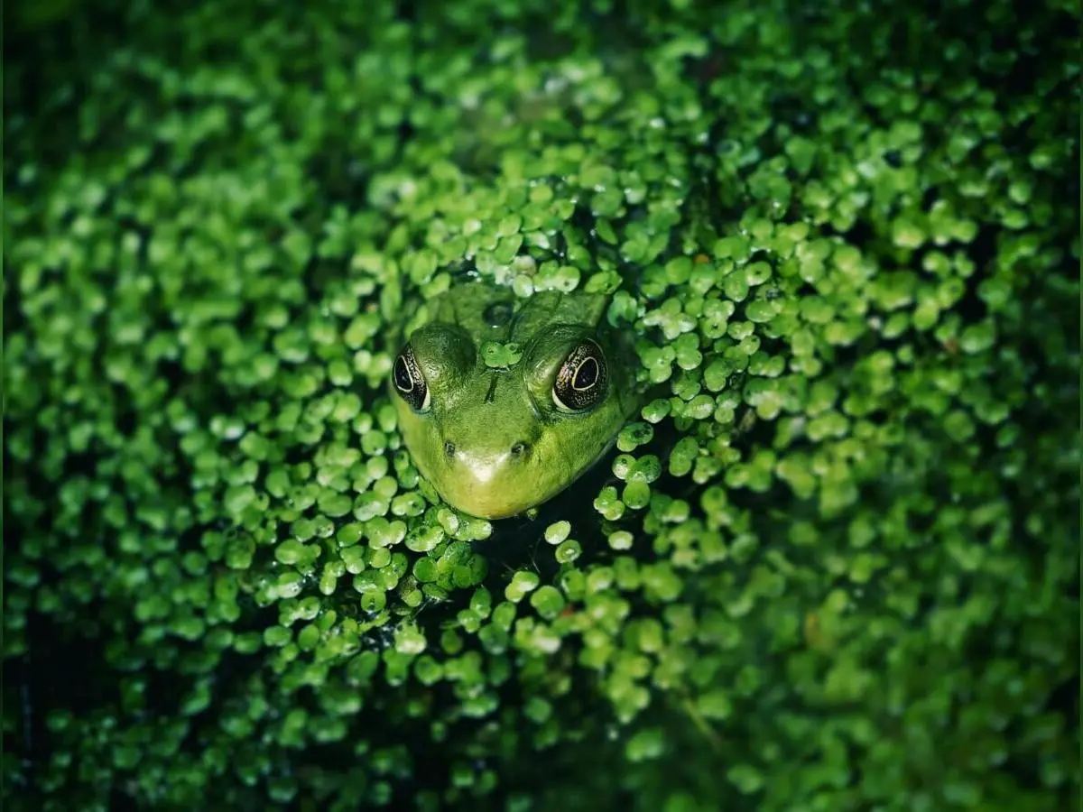 pexels-kovyrina-2422777 (1)